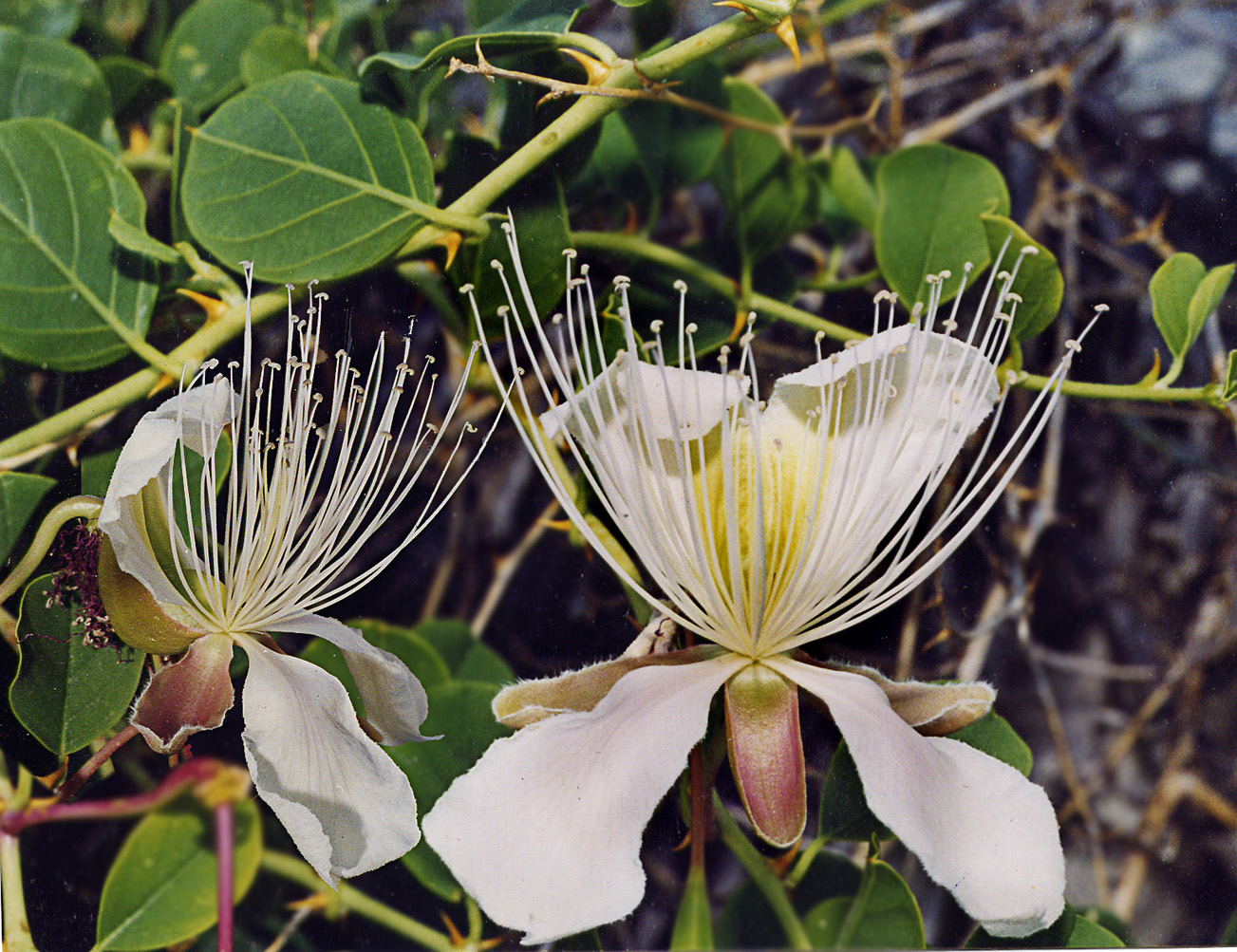 Изображение особи Capparis herbacea.