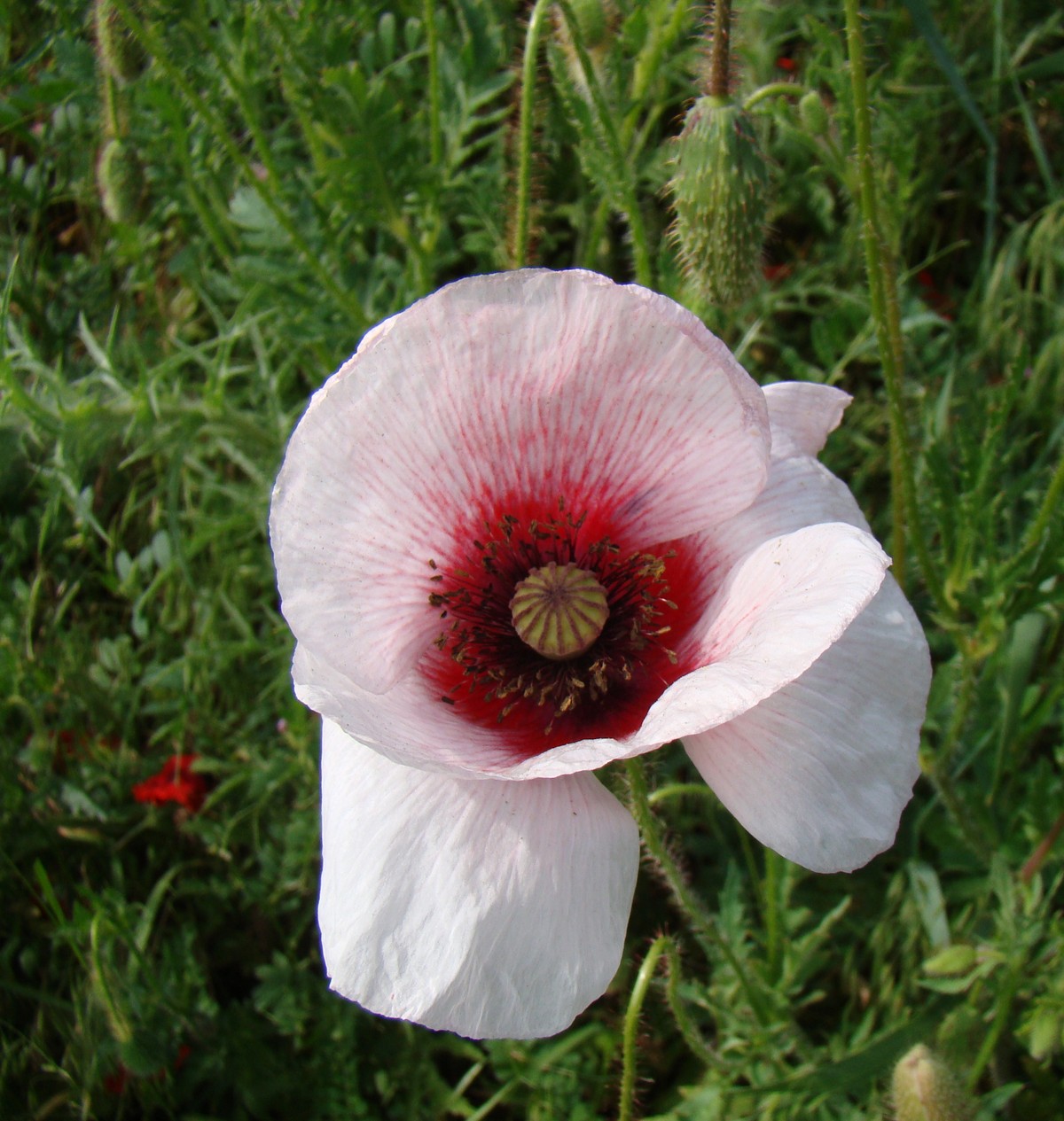 Image of Papaver rhoeas specimen.