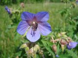 Geranium pratense