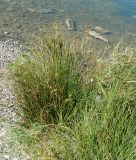 Juncus maritimus