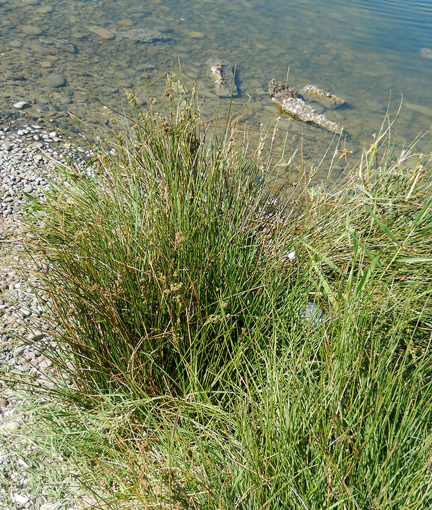 Изображение особи Juncus maritimus.