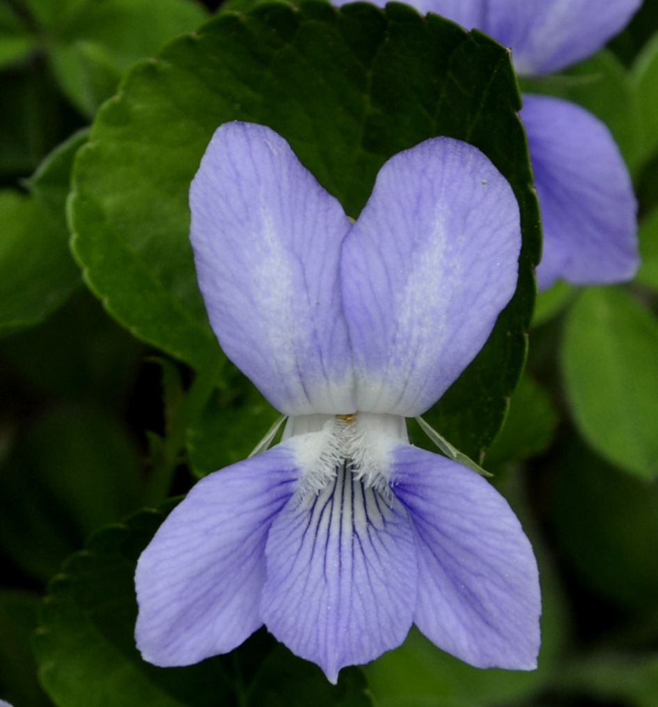 Изображение особи Viola riviniana.