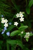 Myosotis sylvatica