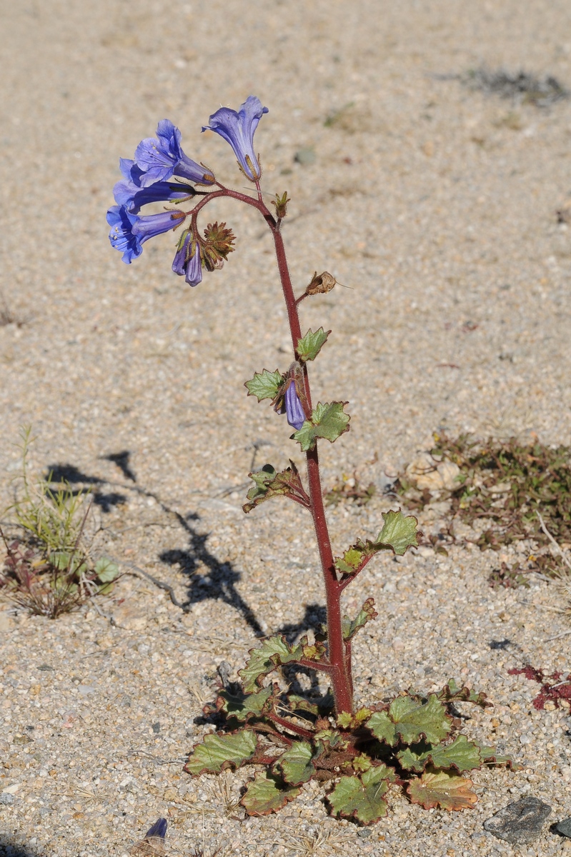 Image of Phacelia campanularia specimen.