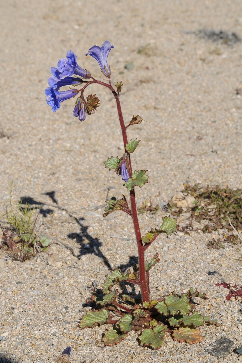 Изображение особи Phacelia campanularia.