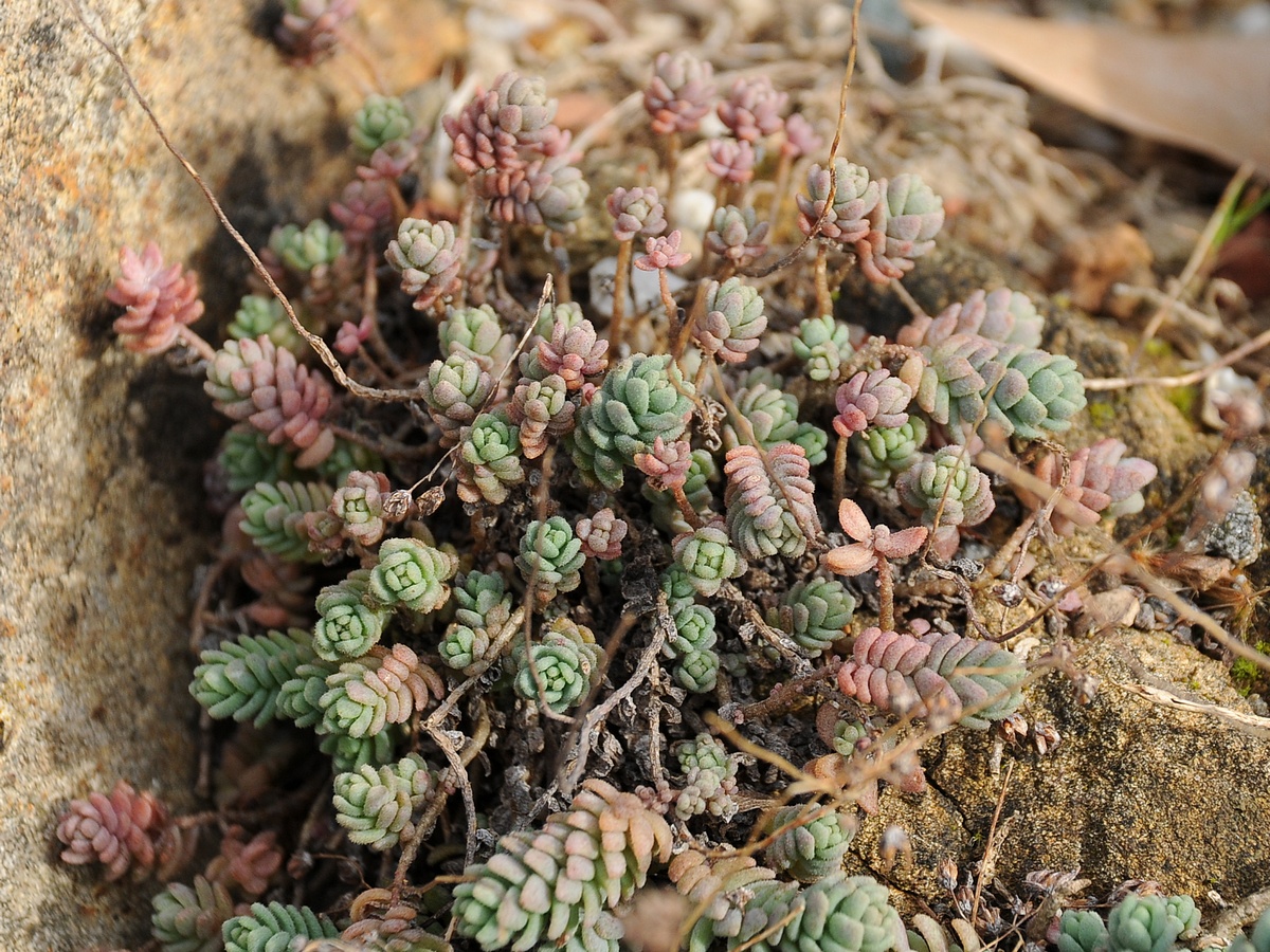 Изображение особи Sedum dasyphyllum.