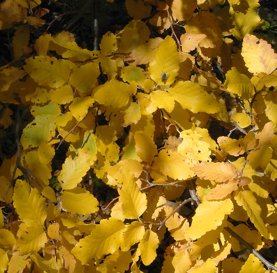 Image of Nothofagus obliqua specimen.