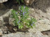 Ziziphora tenuior