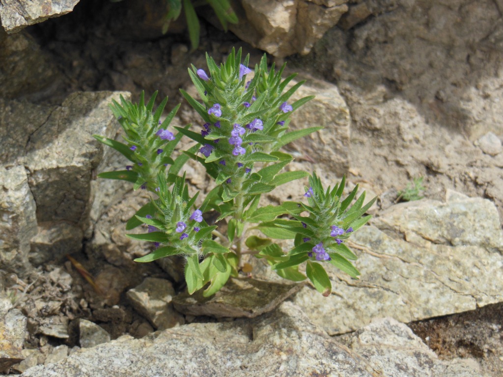 Image of Ziziphora tenuior specimen.