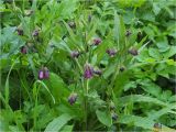Symphytum officinale. Верхушки цветущих растений. Украина, Ивано-Франковская обл., Болеховский горсовет, Поляницкий сельсовет, Поляницкий региональный ландшафтный парк, кустарниковые заросли на берегу речки. 13.05.2017.