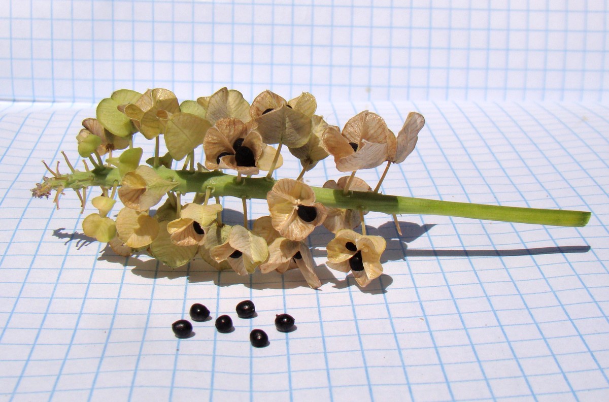 Image of Muscari latifolium specimen.