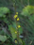 Erysimum hieraciifolium. Цветки в средней части бокового побега. Ленинградская обл., Всеволожский р-н, ж.-д. ст. Девяткино. 10.10.2009.