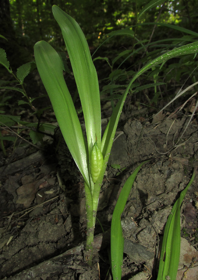 Изображение особи Colchicum umbrosum.