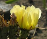 Opuntia разновидность camanchica