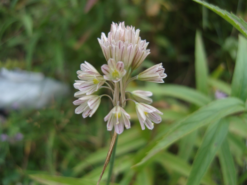 Image of Allium kunthianum specimen.