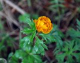 Trollius asiaticus