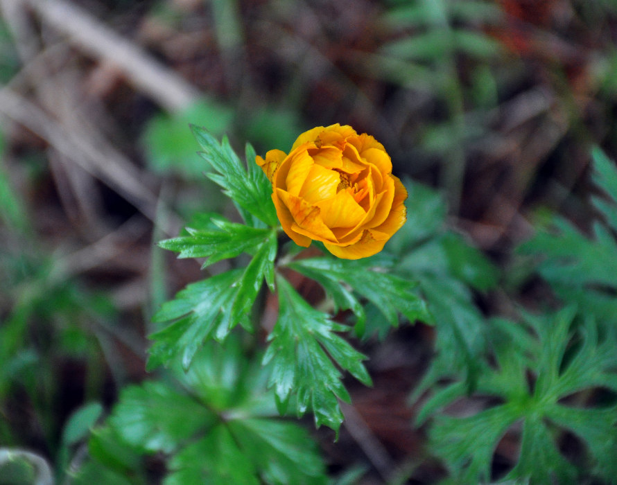Изображение особи Trollius asiaticus.