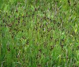 Luzula multiflora. Плодоносящие растения. Московская обл., Раменский р-н, окр. ж.-д. платформы Хрипань, залежь. 17.06.2017.