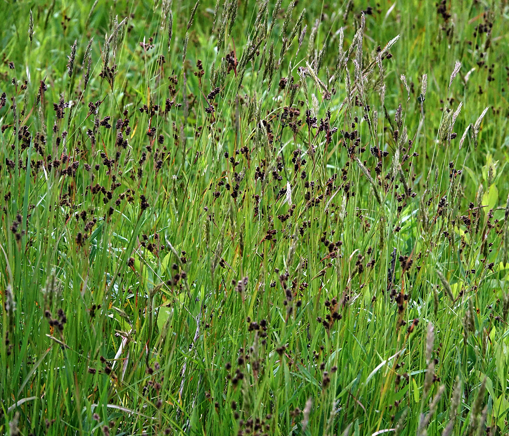 Image of Luzula multiflora specimen.