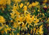 Rhododendron luteum. Верхушка побега с соцветиями. Адыгея, Фишт-Оштеновский массив, перевал Черкесский, ≈ 1800 м н.у.м., субальпийский луг у верхней границы букового леса. 07.07.2017.