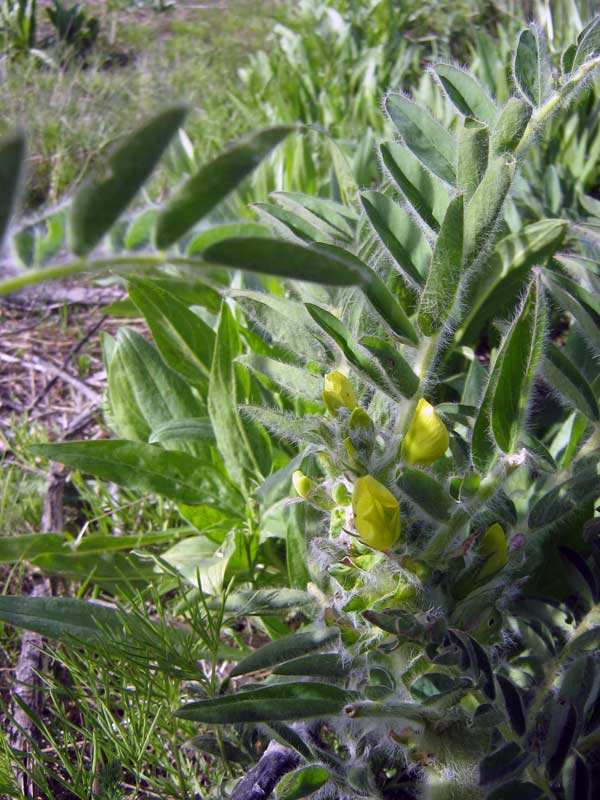 Изображение особи Astragalus sieversianus.