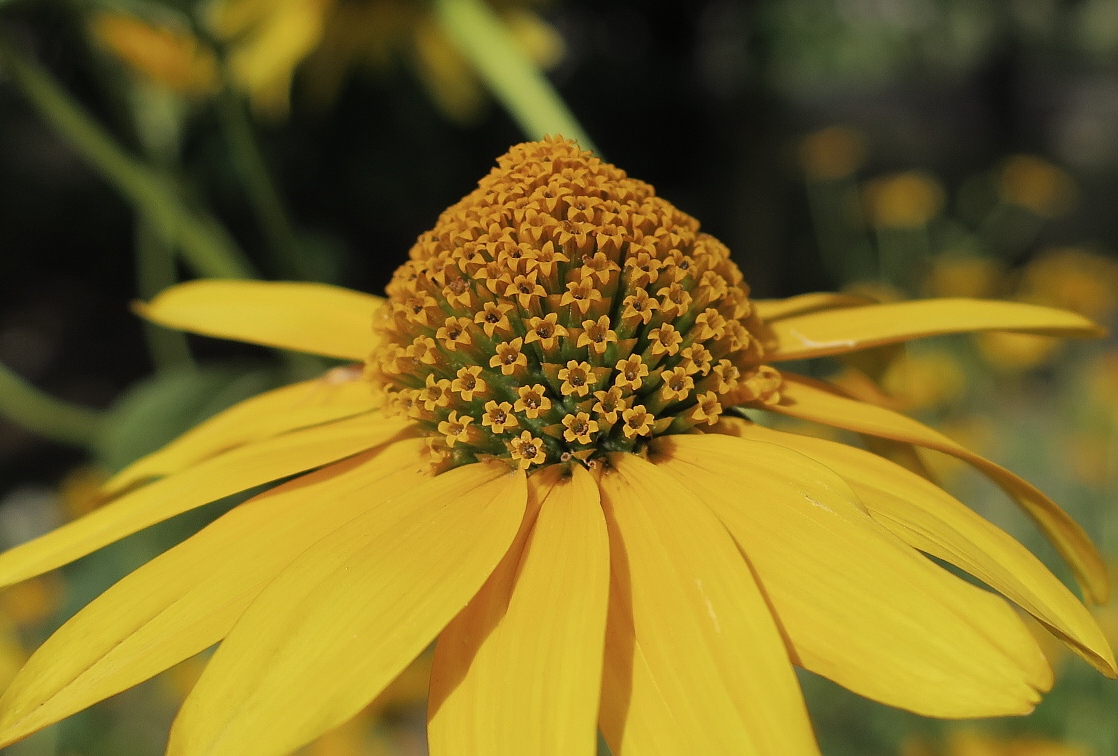 Image of Heliopsis helianthoides ssp. scabra specimen.