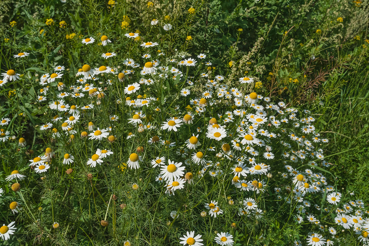 Изображение особи Tripleurospermum inodorum.