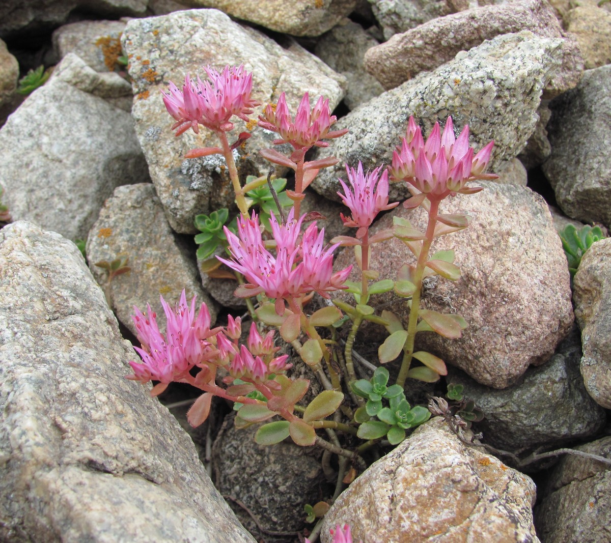 Image of Sedum spurium specimen.
