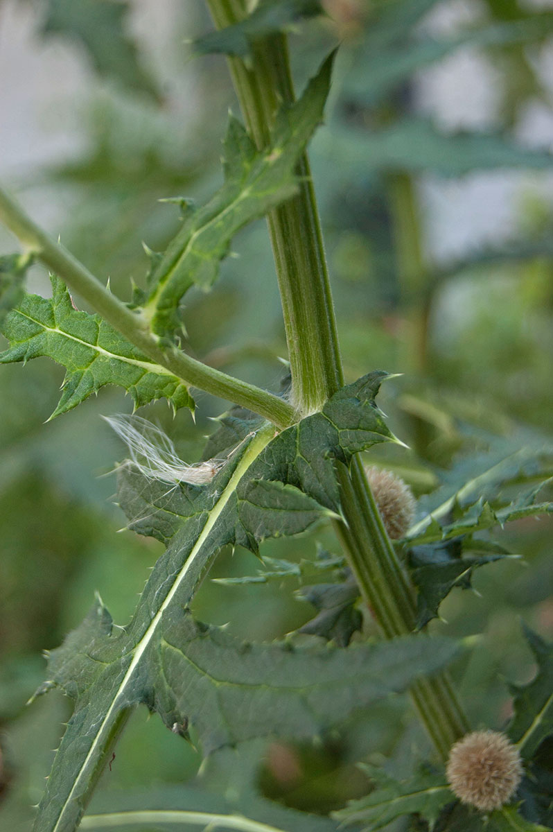 Image of Echinops exaltatus specimen.