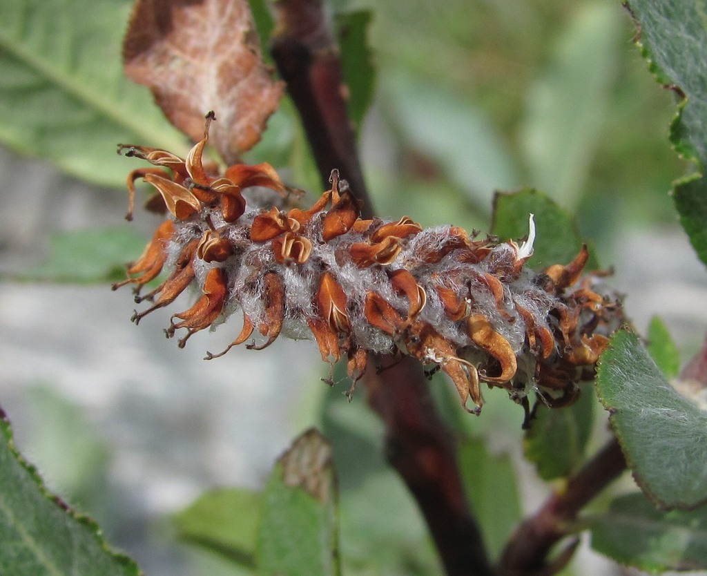 Image of genus Salix specimen.