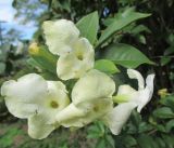 Brunfelsia americana