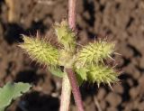 Xanthium orientale