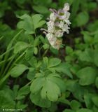 Corydalis marschalliana. Цветущее растение. Дагестан, окр. Махачкалы. 07.04.2010.