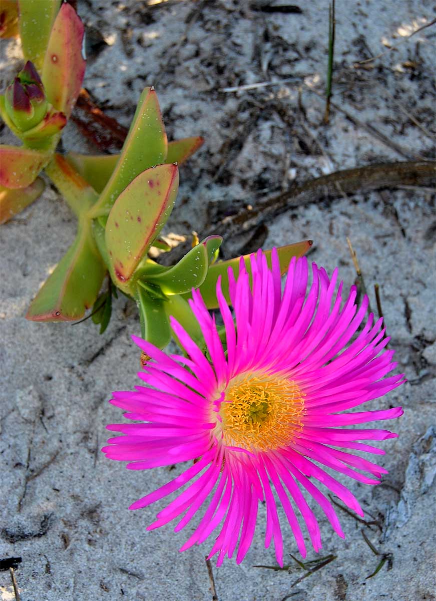 Изображение особи Carpobrotus edulis.