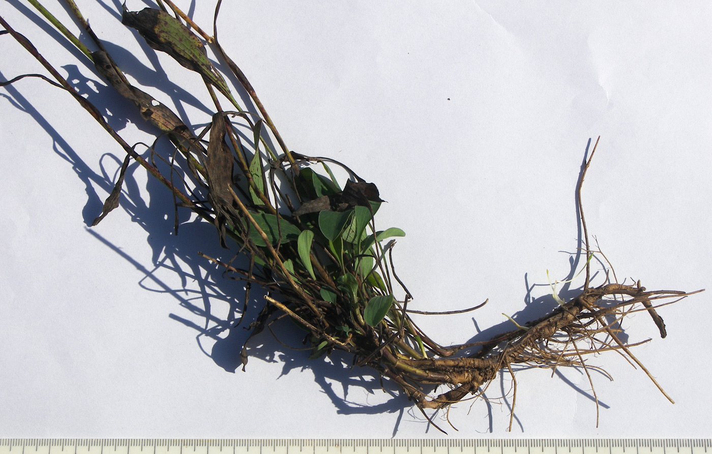 Image of Bupleurum falcatum specimen.