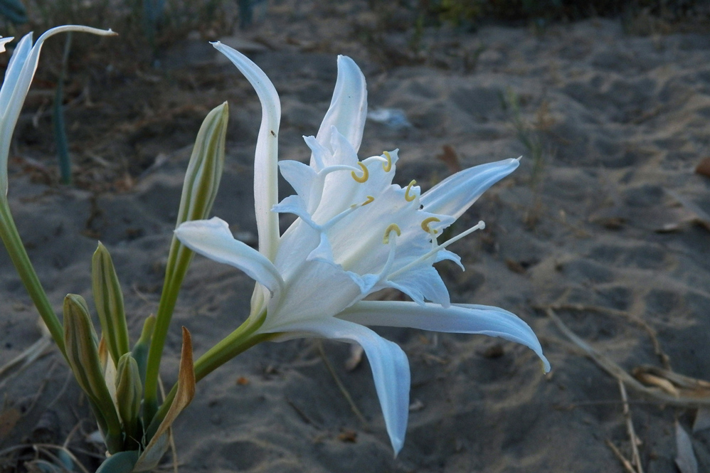 Image of Pancratium maritimum specimen.