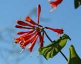 Lonicera dioica