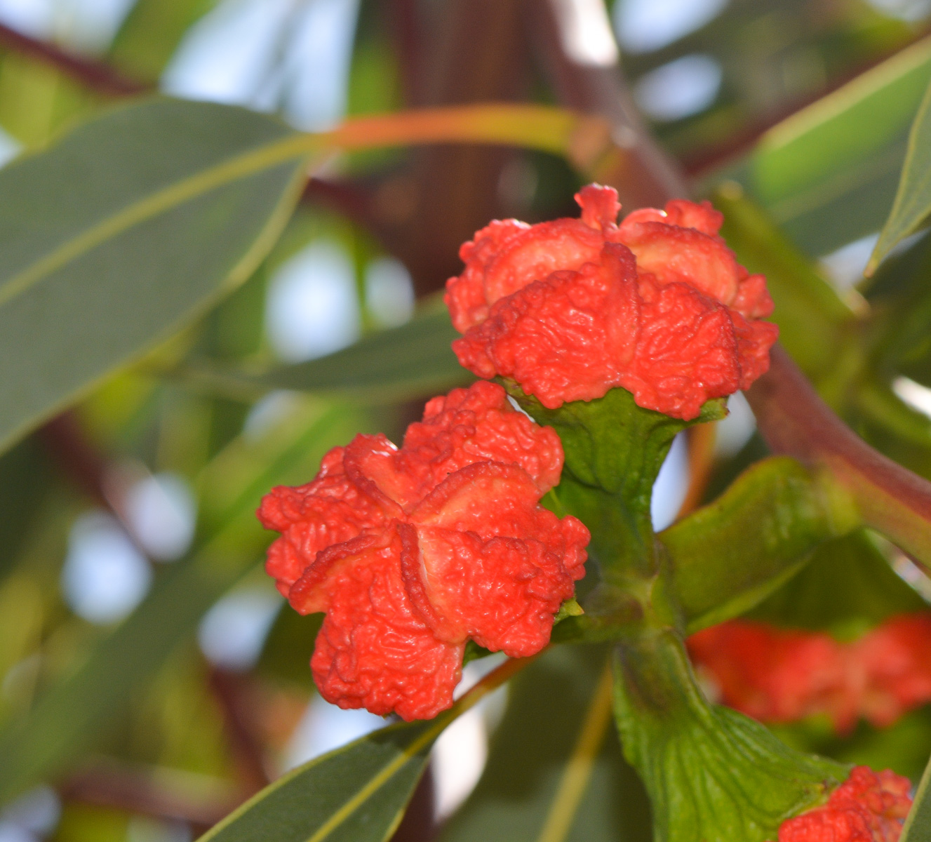 Изображение особи Eucalyptus erythrocorys.