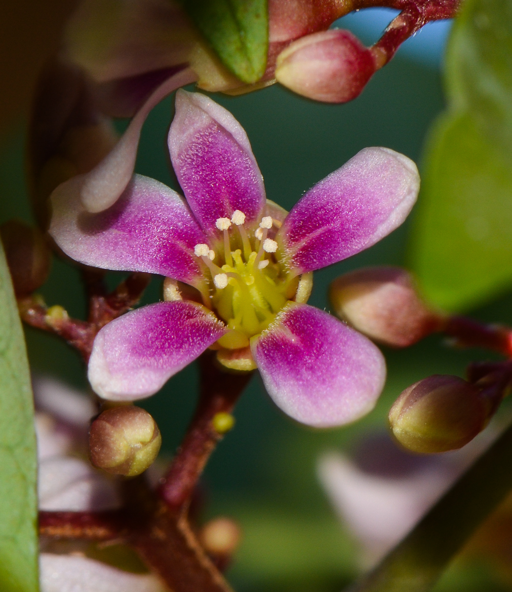 Image of Averrhoa carambola specimen.