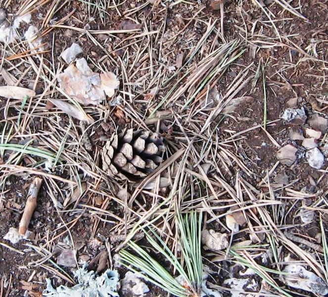 Изображение особи Pinus sylvestris.