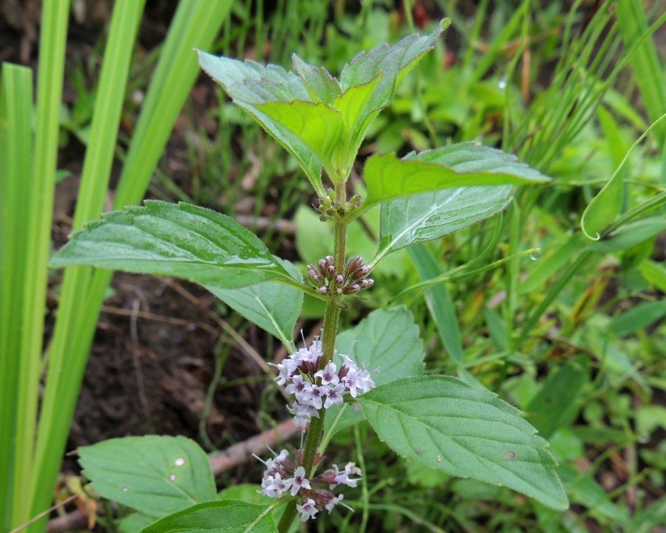Image of Mentha arvensis specimen.