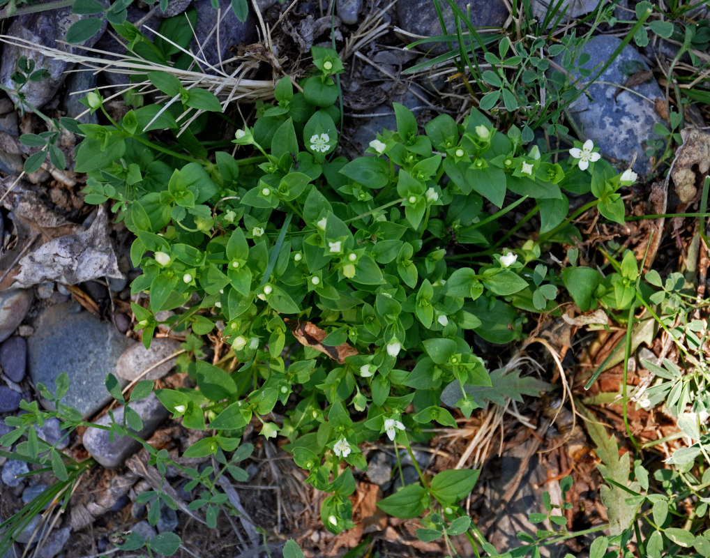 Изображение особи Anagallidium dichotomum.