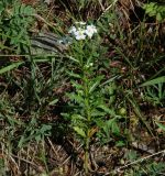 Dontostemon pinnatifidus