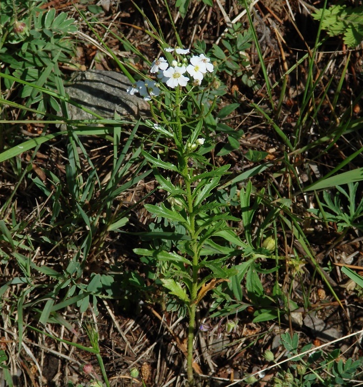 Изображение особи Dontostemon pinnatifidus.