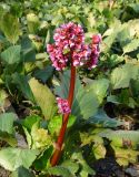 Bergenia crassifolia