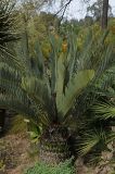 Encephalartos eugene-maraisii