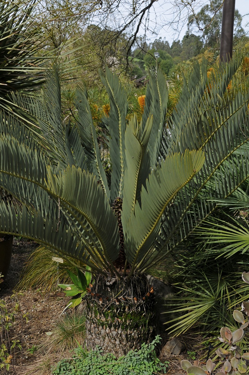 Image of Encephalartos eugene-maraisii specimen.