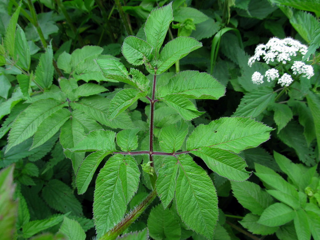 Image of Chaerophyllum aromaticum specimen.