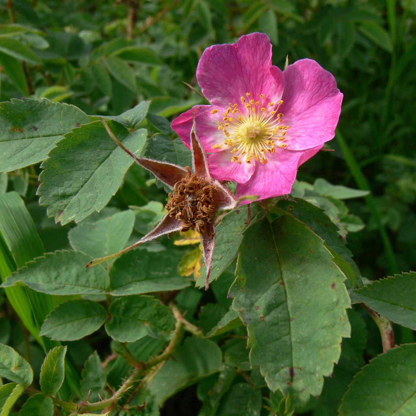 Изображение особи Rosa acicularis.