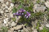 Corydalis conorhiza